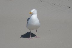 Img_1871