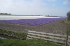 Krokusfelder