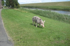 Schwein