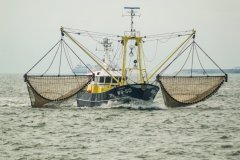 Texel-20
